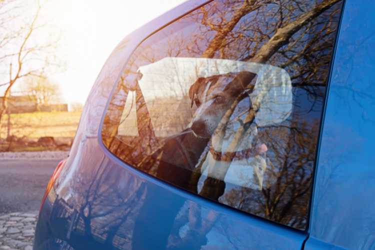 Cane in auto - fonte_Canva - Dentrolanotiziabreak.it