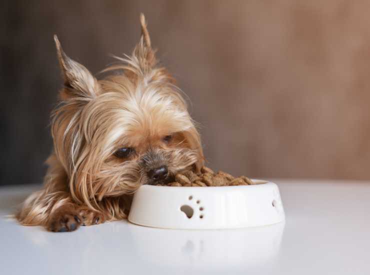Cibo per cani gratis -dentrolanotiziabreak.it (Fonte foto Canva)