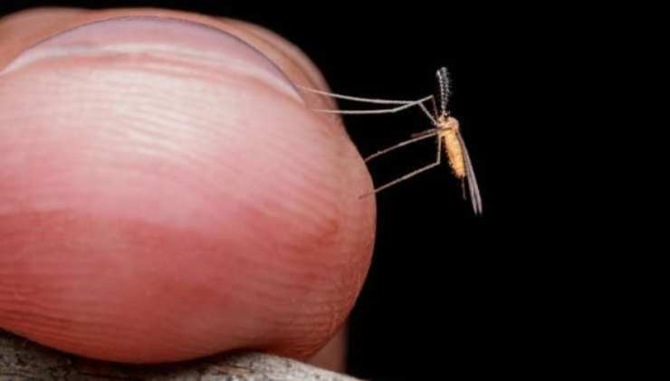 Controlli obbligatori per il West Nile virus - dentrolanotiziabreak.it -20250804