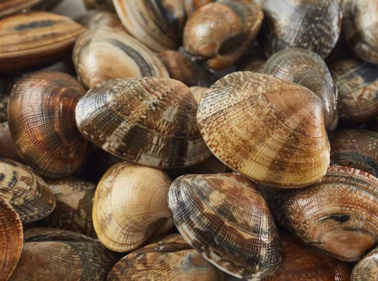 Maxi blitz e ritiro di vongole - Dentrolanotiziabreak.it (Fonte foto Canva)