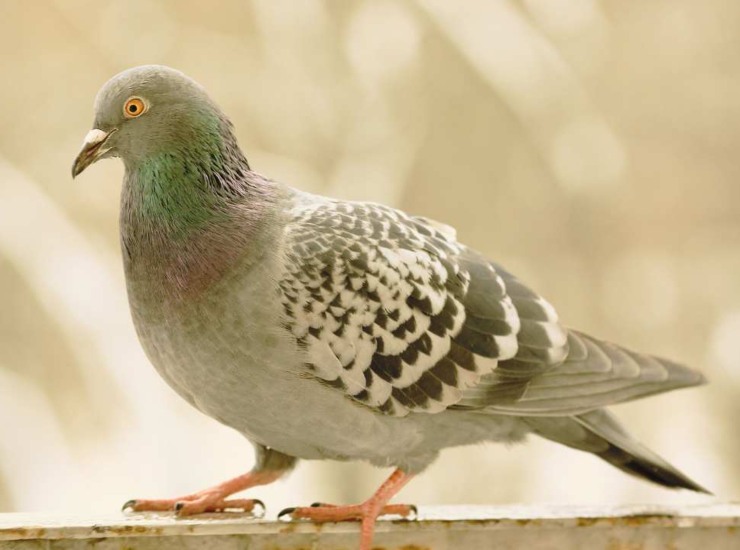 Piccione sul davanzale