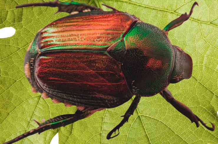 Popillia japonica