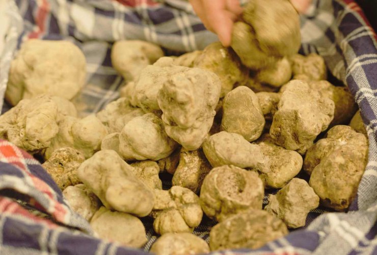 Tartufo Piemonte