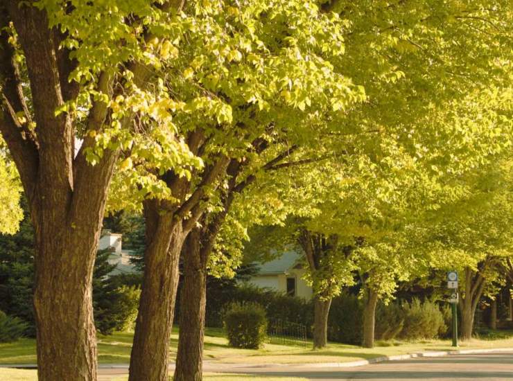 Viale alberato