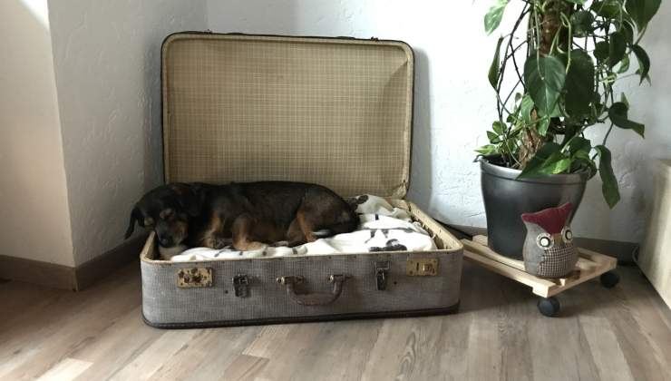 cane vacanze