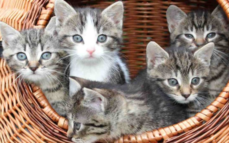 Gattini nel cesto di vimini