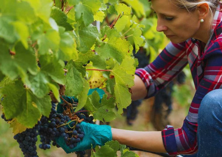 Lavoro in vigna