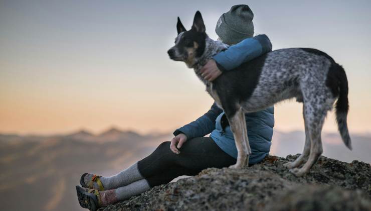 Cani, come comunicano con gli umani - dentrolanotiziabreak.it - 20250915