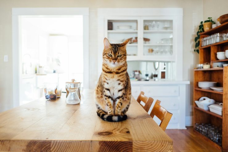 gatto su tavolo in cucina