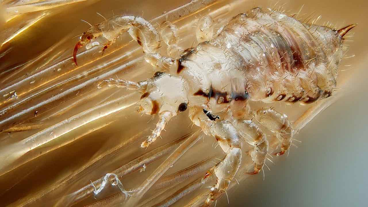 pidocchi - wikipedia - dentrolanotiziabreak