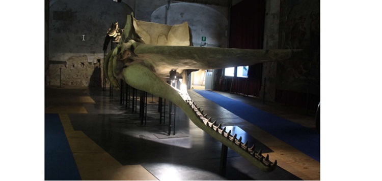 studenti-del-cpia-di-asti-hanno-visitato-il-museo-paleontologico