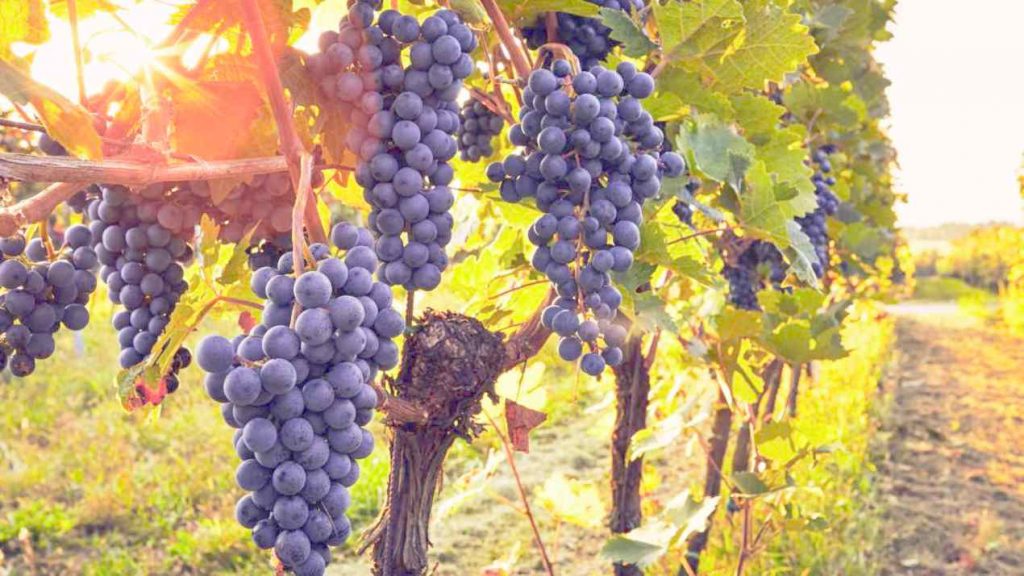 Vigna con grappoli d'uva nel Monferrato