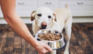 Cibo per cani gratis -dentrolanotiziabreak.it (Fonte foto Canva)
