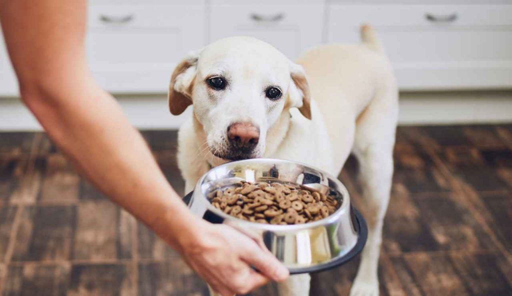 Cibo per cani gratis -dentrolanotiziabreak.it (Fonte foto Canva)