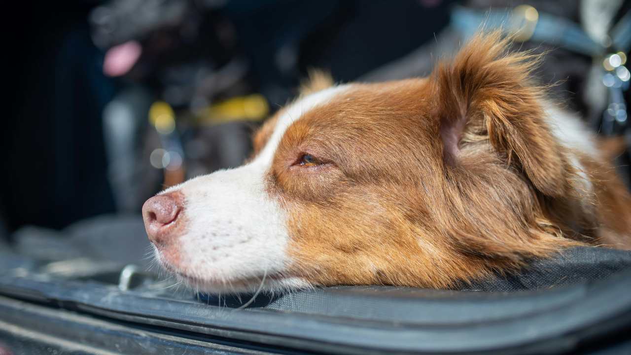 Divieto di trasporto dei cani in auto - dentrolanotiziabreak.it - 20250809