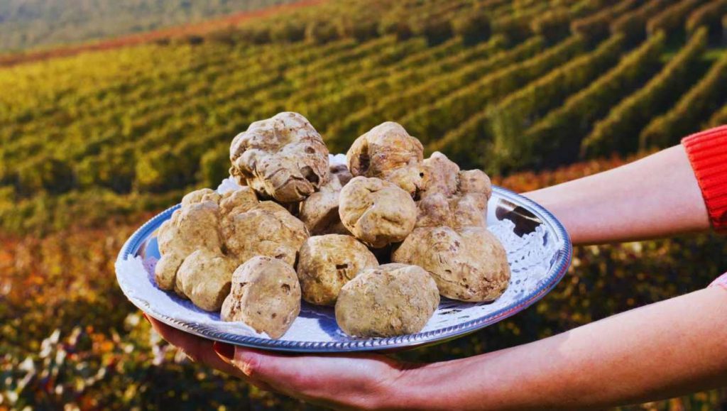 Piemonte: oltre 1,5 milioni di euro per tutelare e promuovere il patrimonio del tartufo