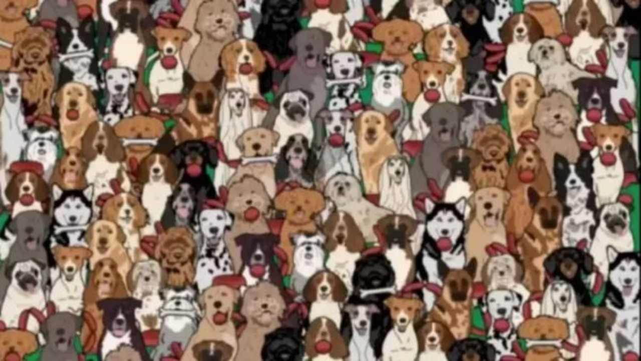 Test visivo, trova il cane con la salsiccia - dentrolanotiziabreak.it -20250804
