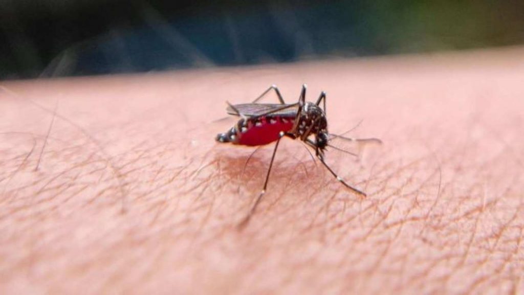 West Nile virus, scattano i controlli - dentrolanotiziabreak.it - 20250804