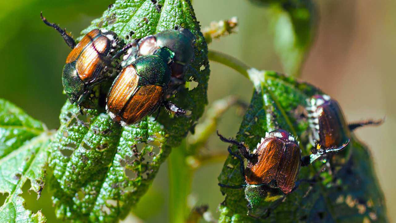 Allarme agricoltura: è piccolo, ma devasta il Piemonte, l’invasione del coleottero