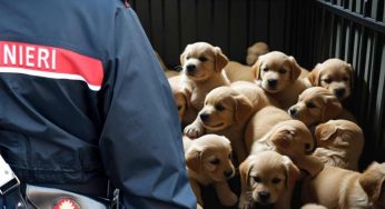 Animal hoarding in Piemonte: sequestri di animali a Torino e nuove leggi per il benessere animale