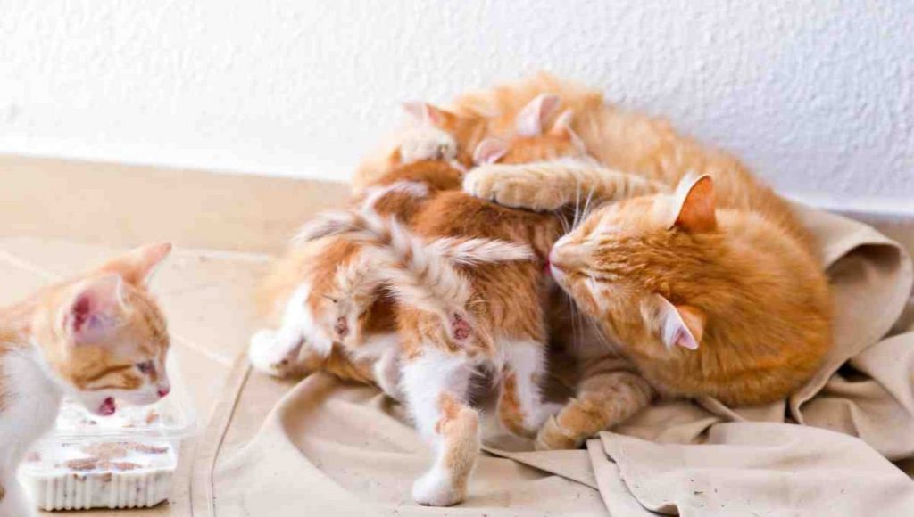 Gatta con i gattini