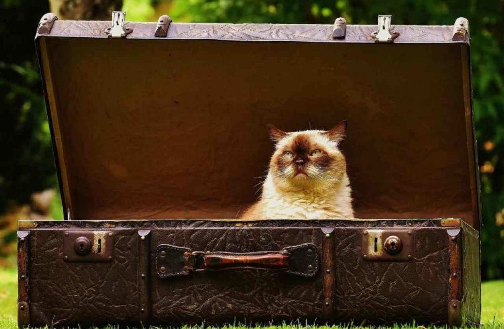 animali e vacanze