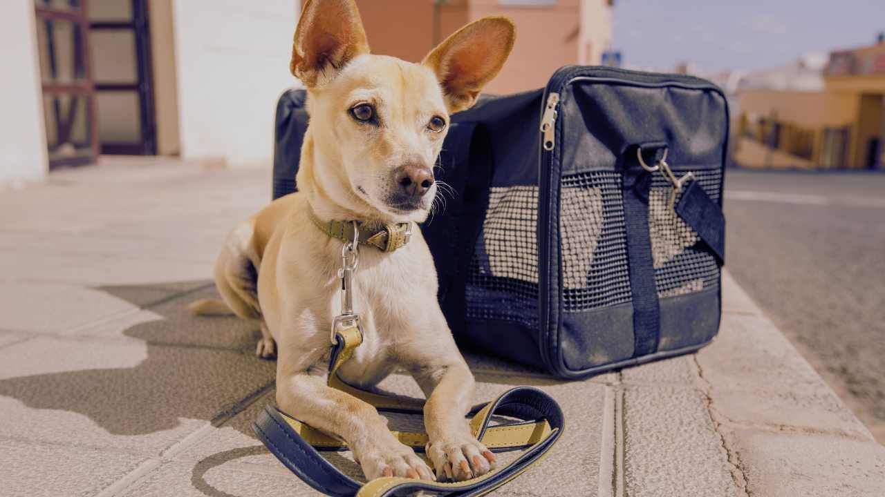 Emergenza cani, abbandoni e maltrattamenti: il caso che scuote il Biellese