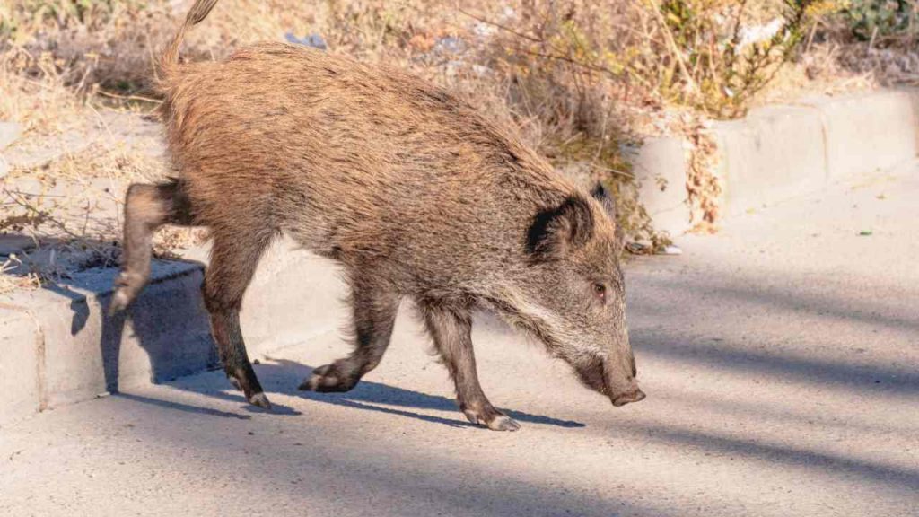Cinghiale in strada