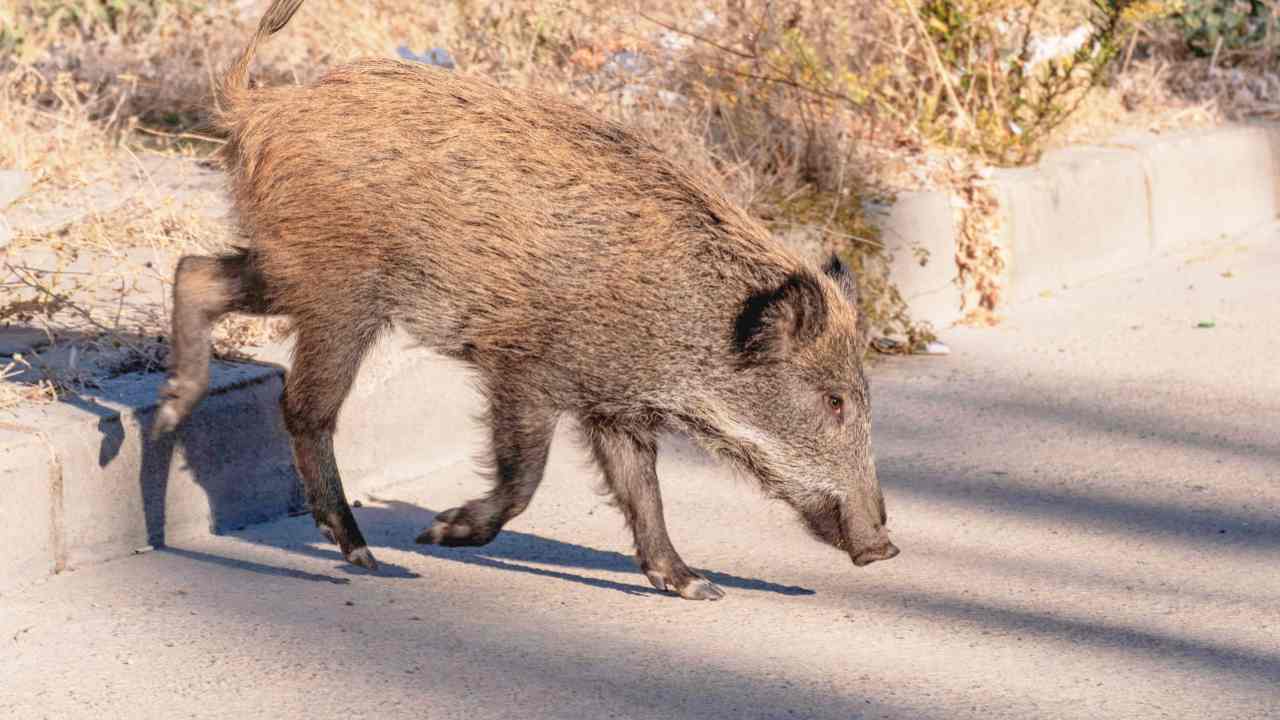 Cinghiali in città: cresce la paura tra i cittadini | I consigli degli esperti