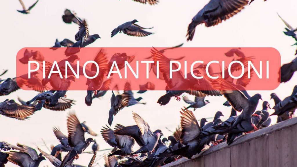 Piano anti piccione