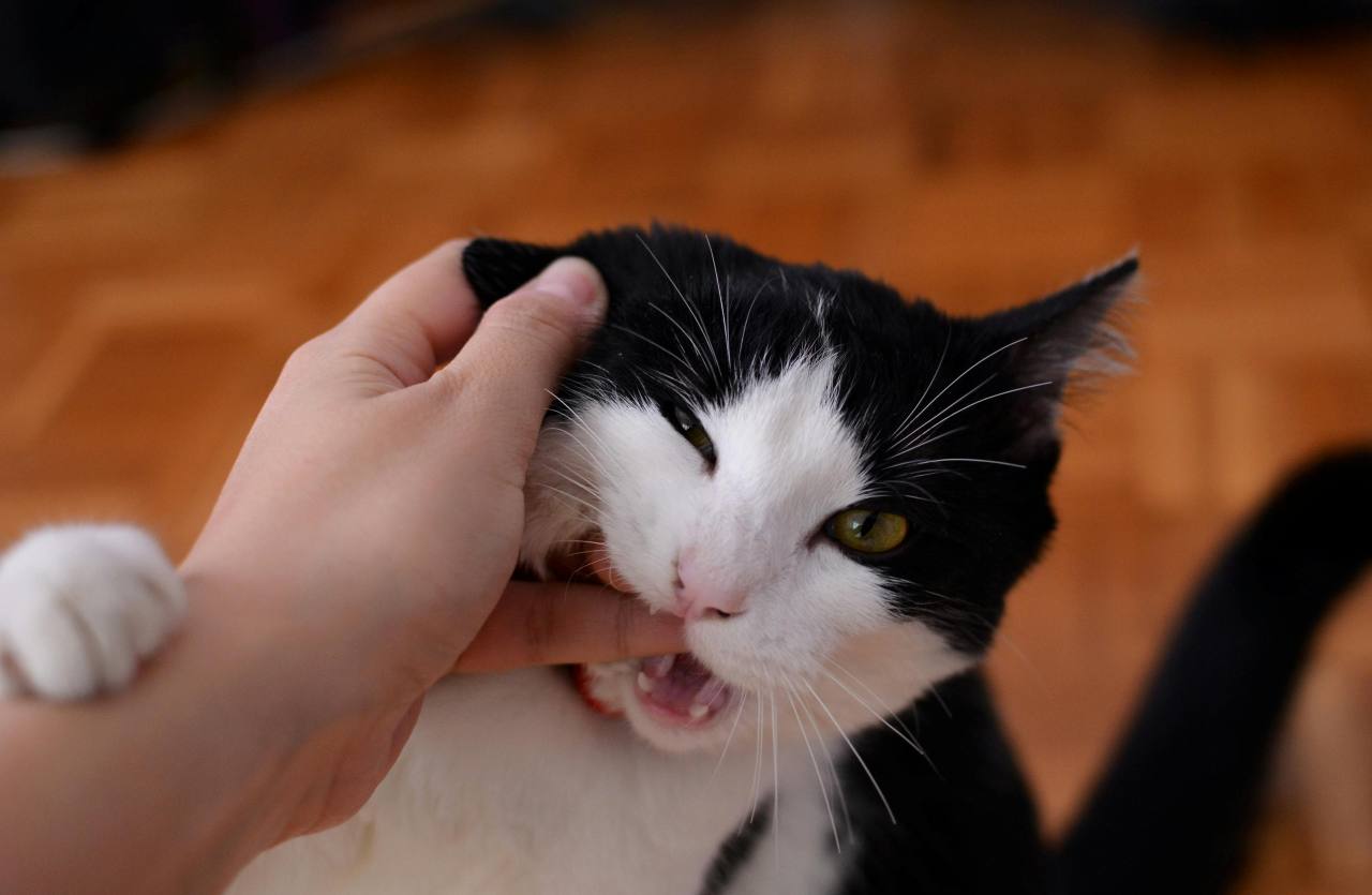 gatto bianco e nero che morde una mano