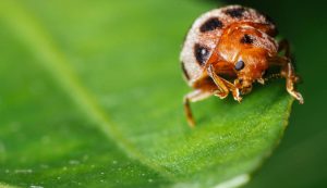 cimice asiatica - insetto - pexels dentrolanotiziabreak