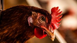 gallina - pexels- dentrolanotiziabreak