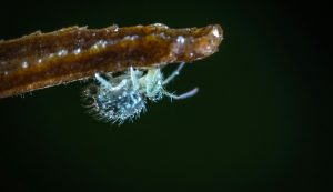 insetti - pexels- dentrolanotiziabreak