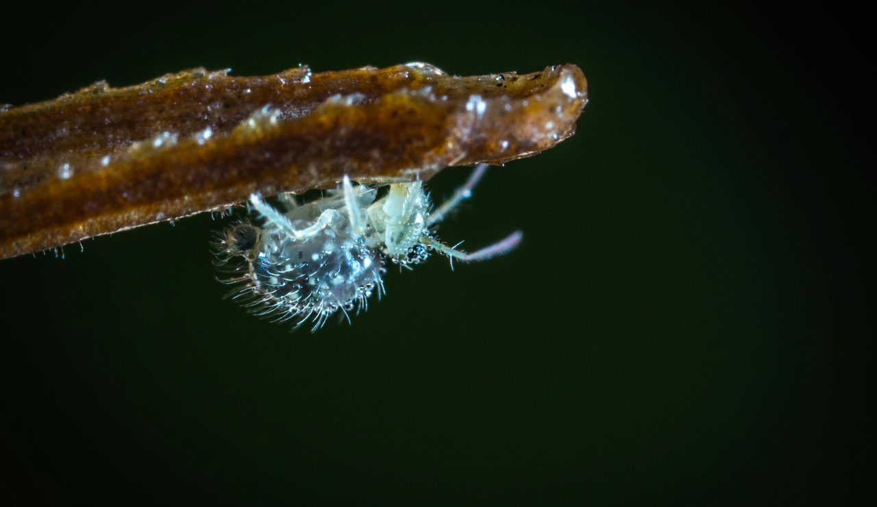 insetti - pexels- dentrolanotiziabreak