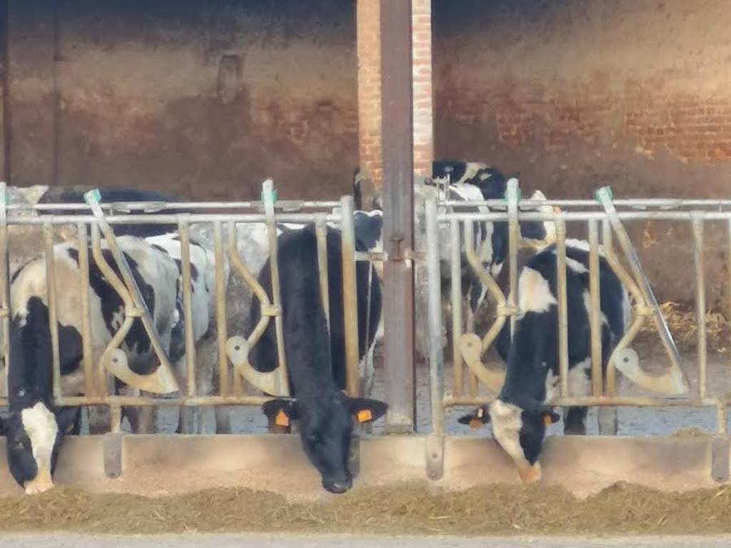 Caldo estremo in Varese: Coldiretti allerta su stalle e consumi idrici