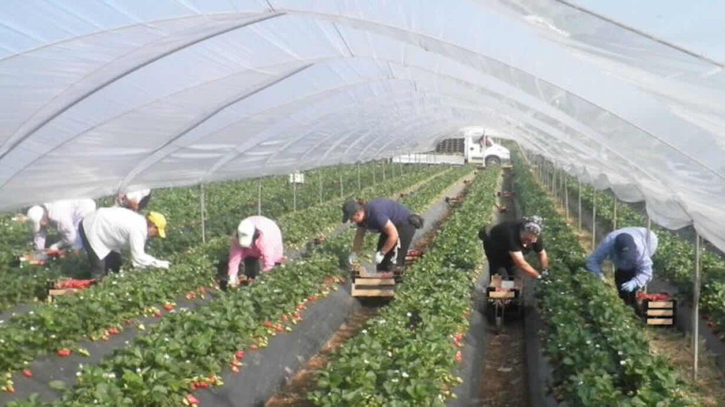 Caldo estremo in Italia: bracciante agricolo muore in una serra