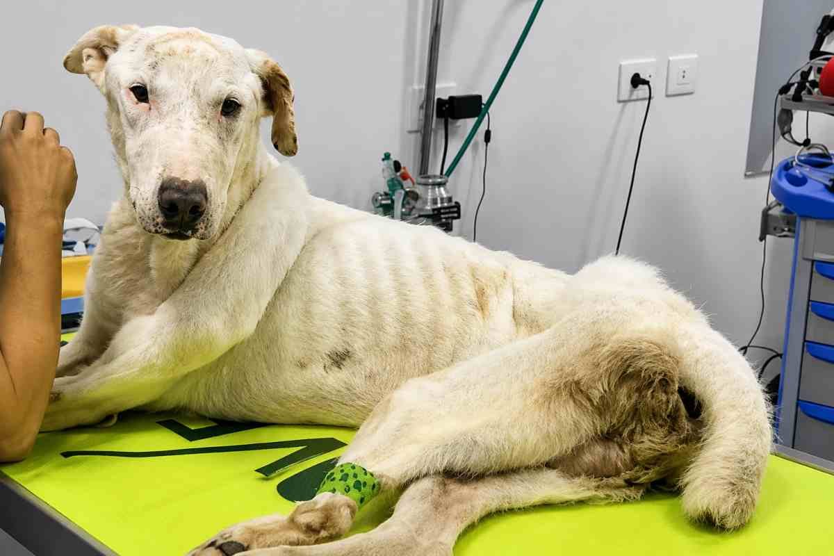 Fano introduce controlli post-adozione per evitare che cani finiscano nelle mani sbagliate