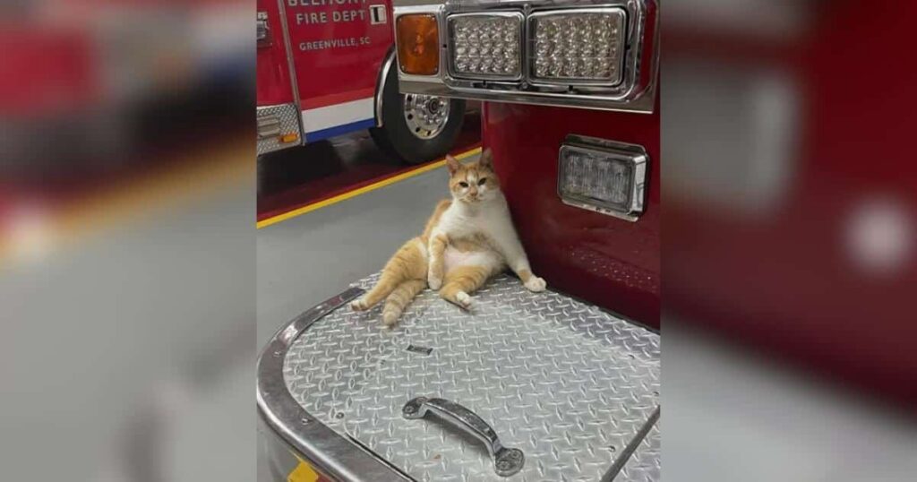 Un gatto straniero trova casa in un deposito di pompieri e diventa parte della famiglia