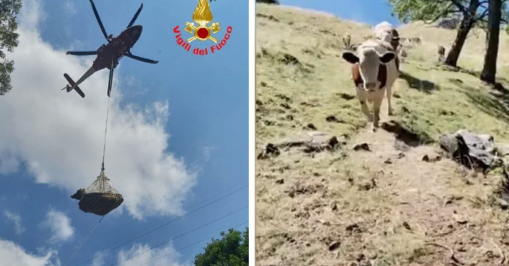 L’estate più secca del Trentino: due vacche morte, pascoli in fiamme e allevatori che scavano per l’acqua