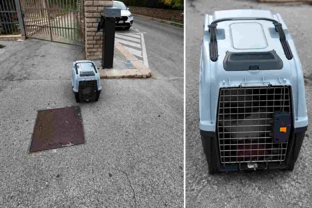 Cane abbandonato in trasportino davanti a chiesa: «Il giorno prima era ancora vivo»