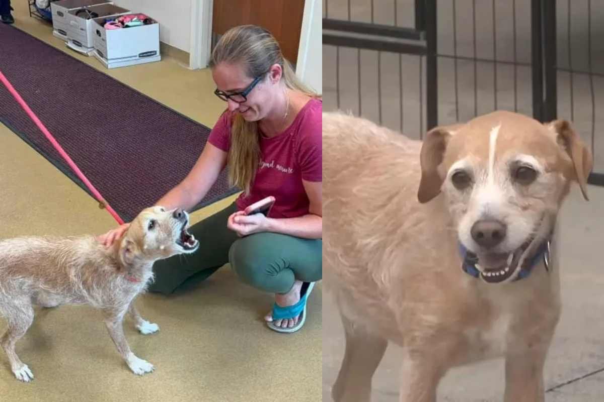 Un cane ritrovato dopo 5 anni e 600 km: una storia di speranza e tecnologia