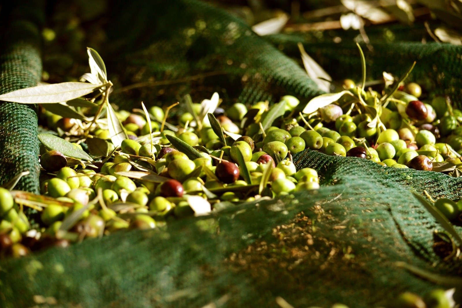 Olio italiano in crisi: chiesti controlli severi e bando per gli indigenti