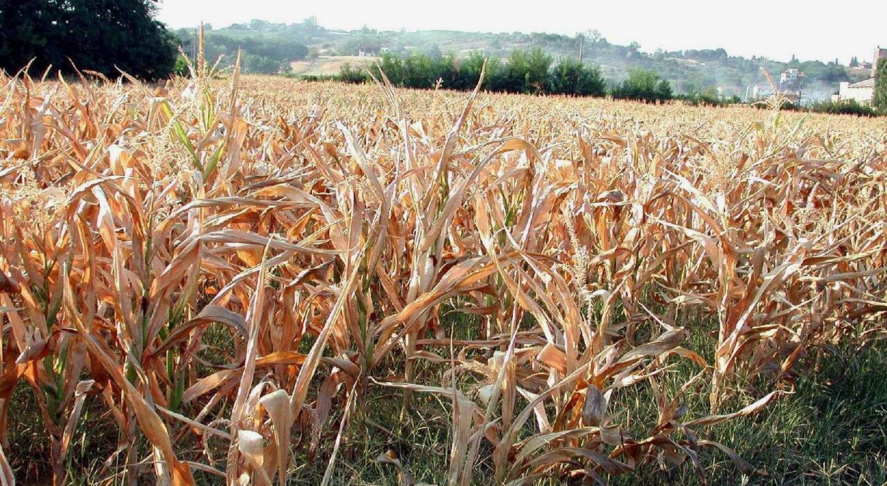 Agricoltori trevigiani multati per uso non autorizzato dell’acqua: 200 sanzioni per siccità in Veneto