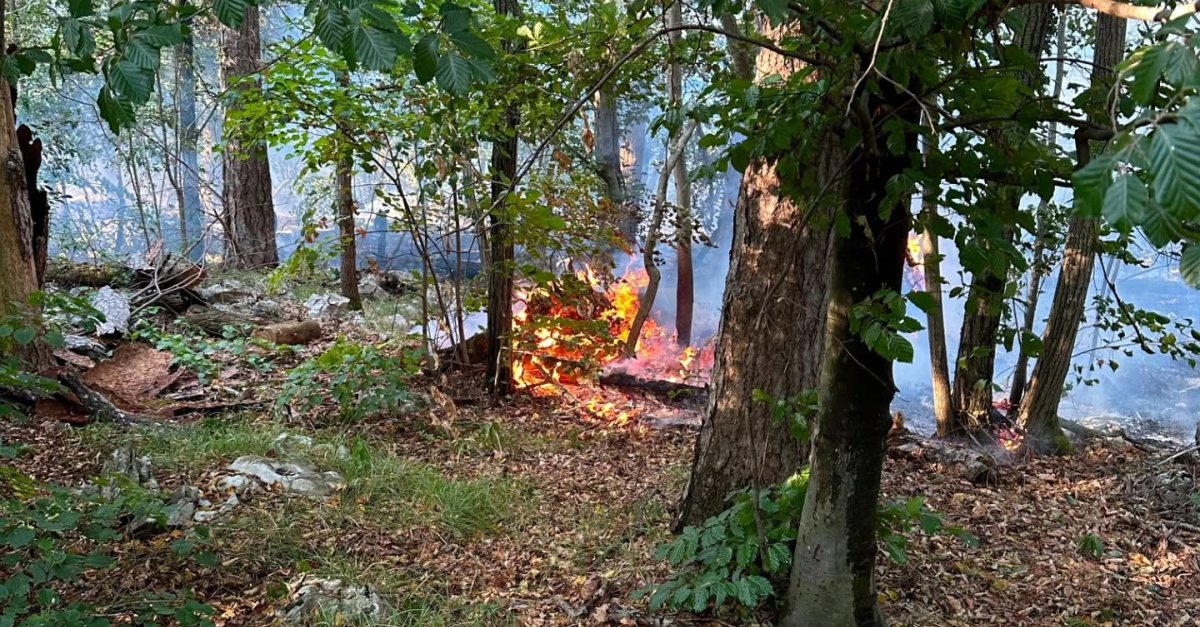Incendi boschivi in aumento in Friuli, 379 interventi nel 2026