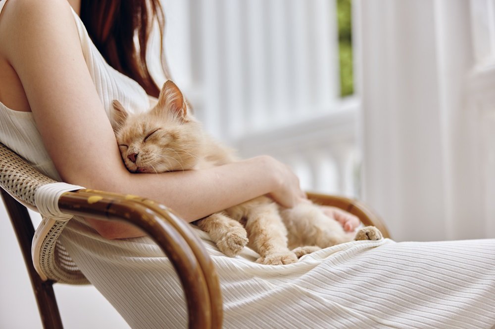 Giornata del gatto: come aiutare i mici in difficoltà anche d’estate