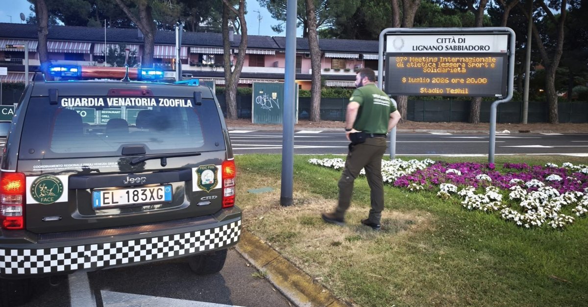 Controlli estivi per contrastare l’abbandono dei cani: gli autogrill sotto osservazione