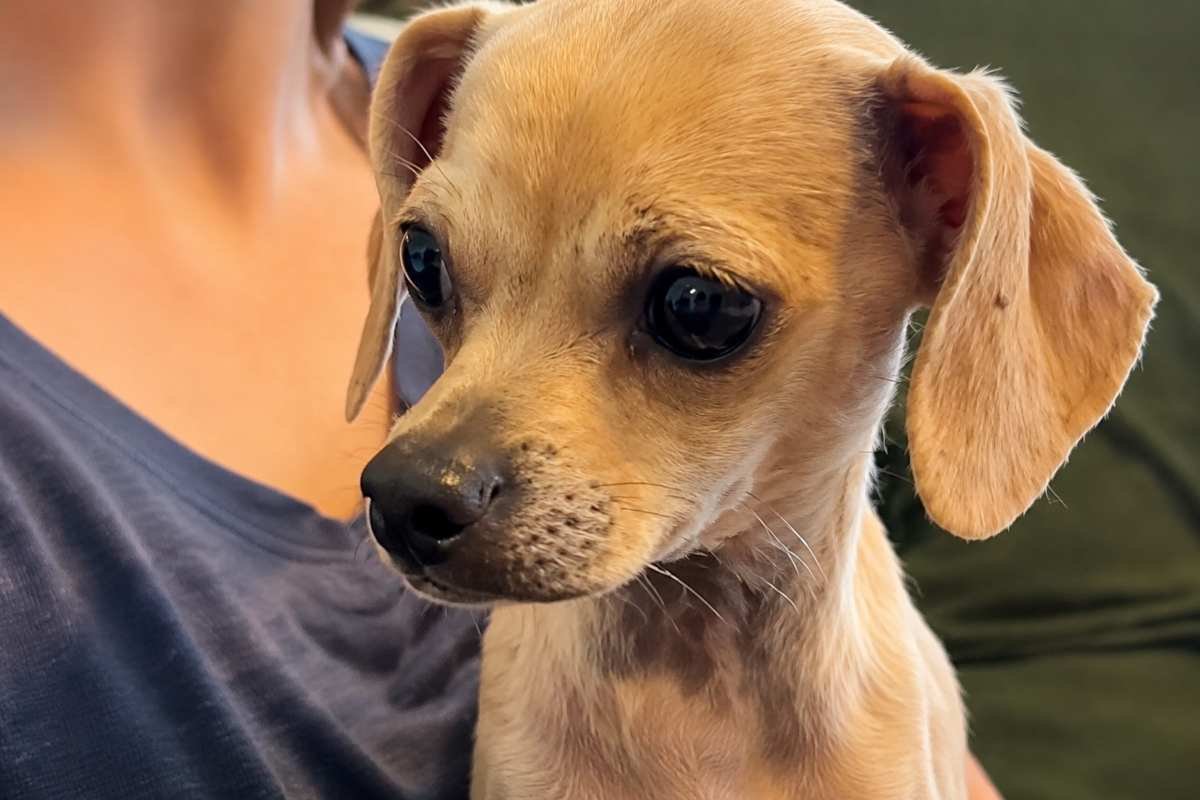 Et, il cane terrorizzato salvato dopo tre giorni: oggi ha finalmente una famiglia