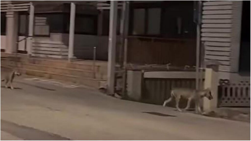 Gatti urbani minacciati dai lupi: la presenza di 5mila esemplari in città crea tensione