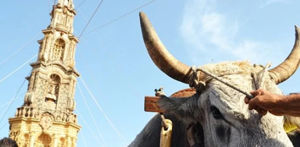Mirabella Eclano: associazioni animaliste ottengono ordinanza a tutela degli animali, ma non abbandonano la lotta